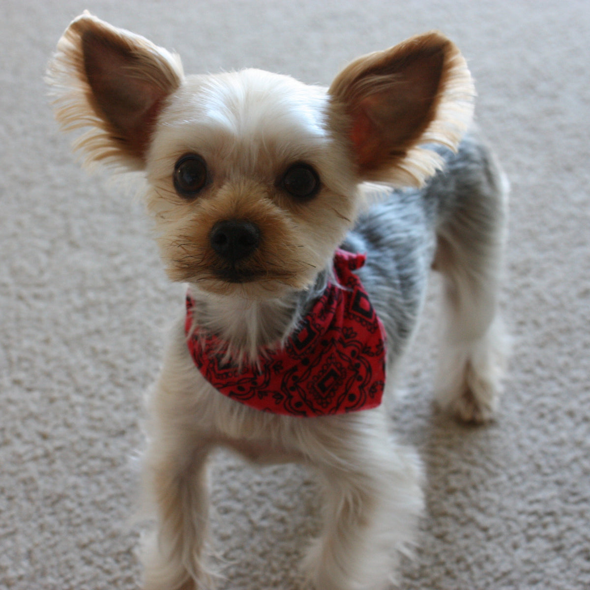 miniature dog replica