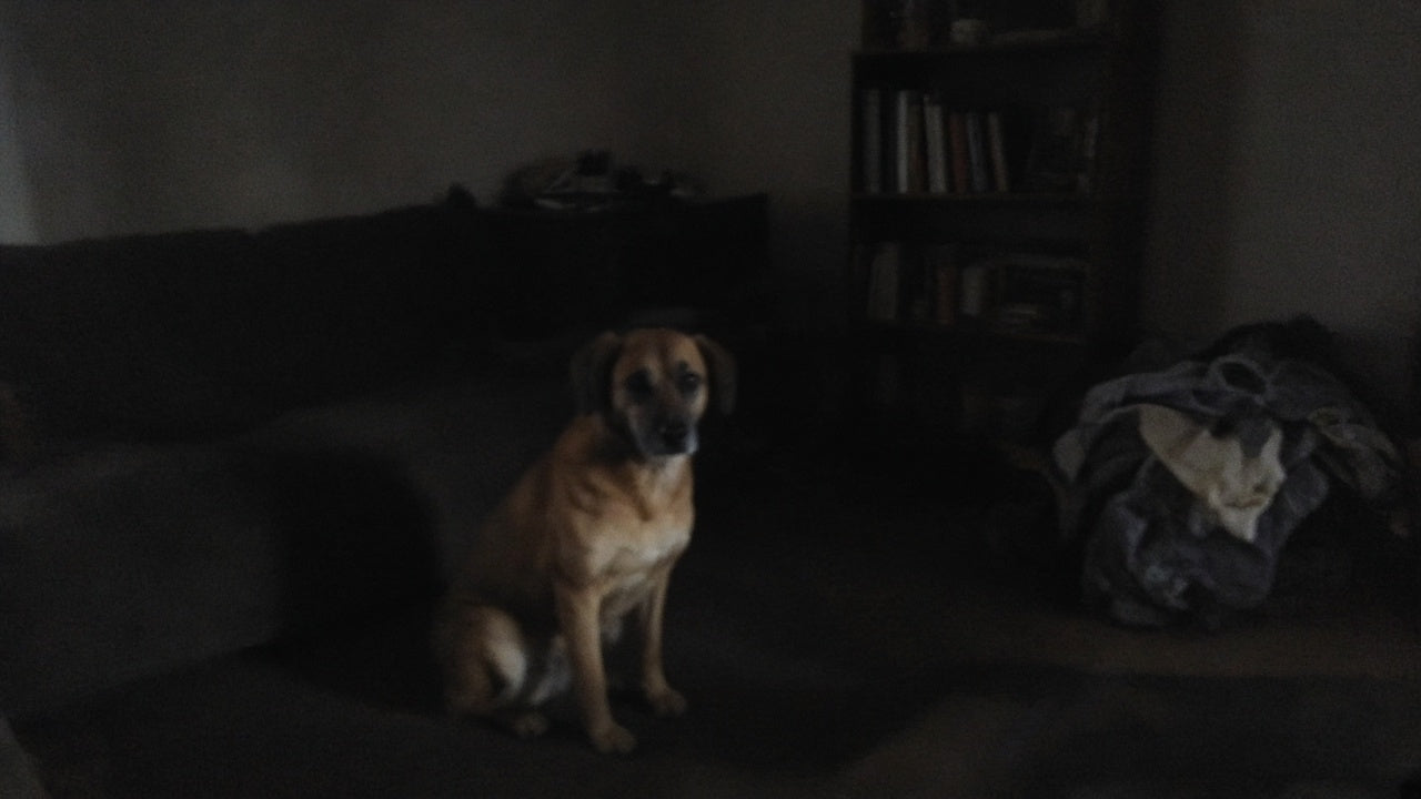 Needs work: pet too far and dark
